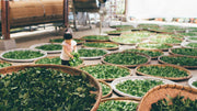 Venta de té negro en España